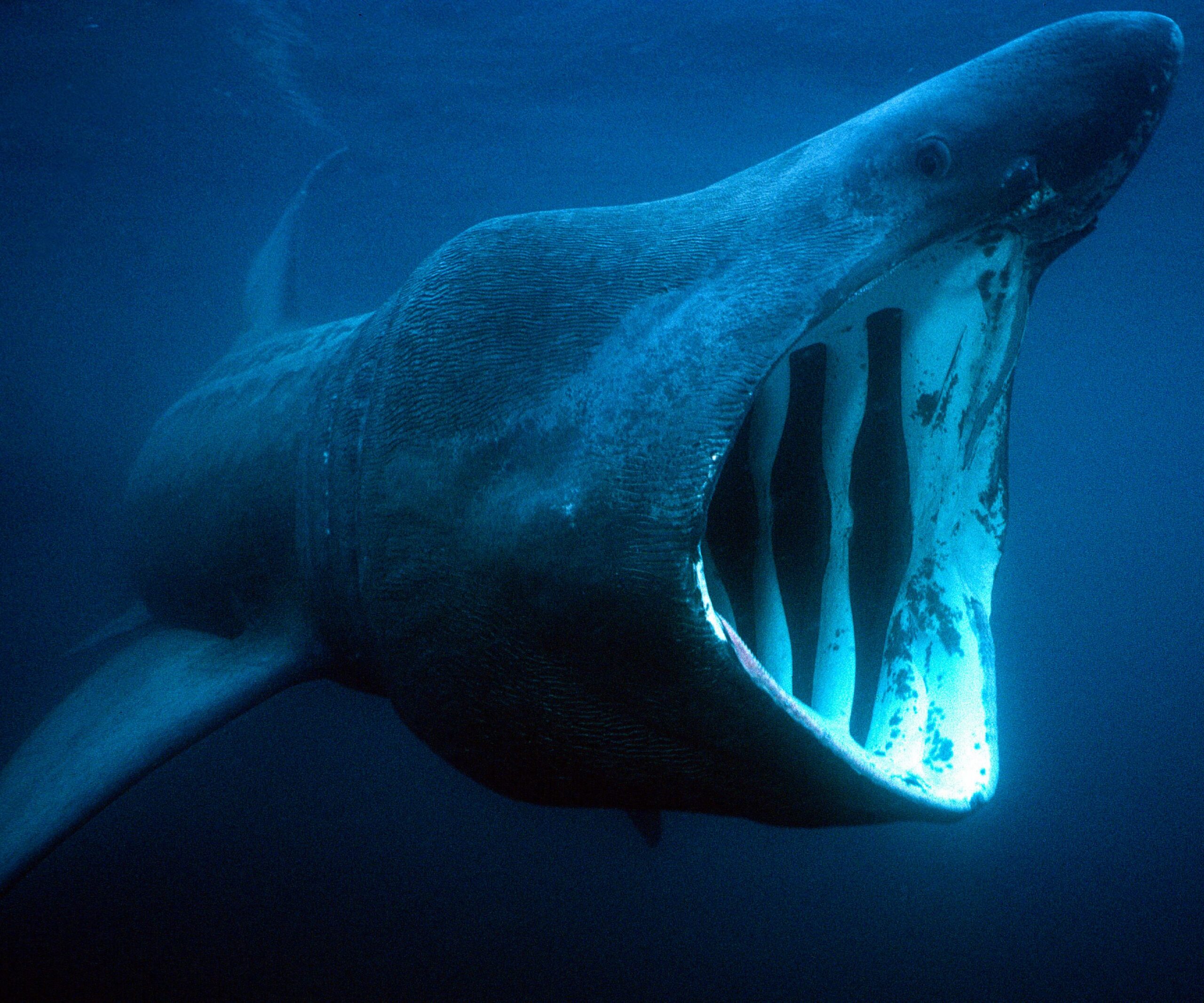 OSC ABOUT SHARK OSC ABOUT SHARK