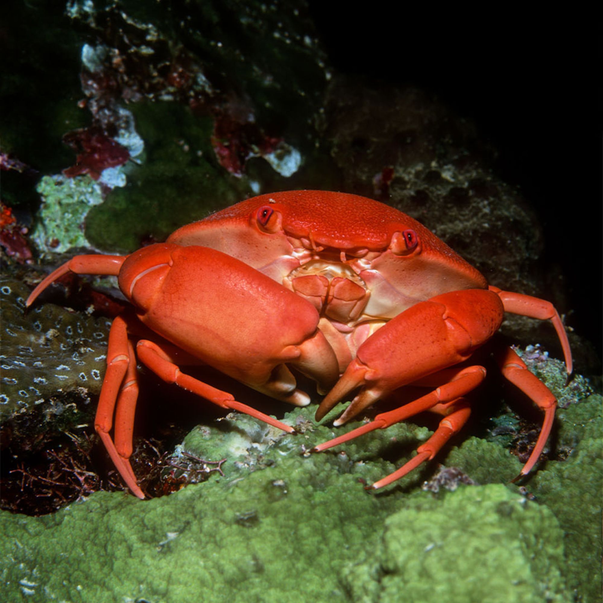 OSC HOME CRAB