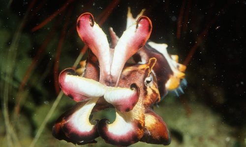 From Tiny Egg to Underwater Chameleon…